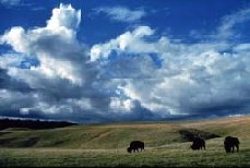 The Kansas Prairie